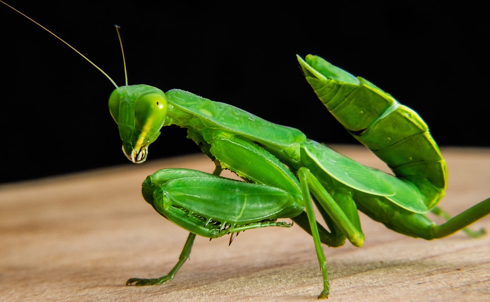 Fishing locust green close up