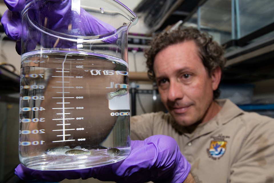 FWS biologist observes captive Devils Hole pupfish