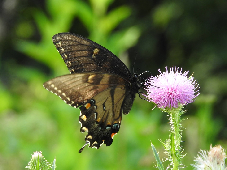 Eastern tiger swallowtail, dark female