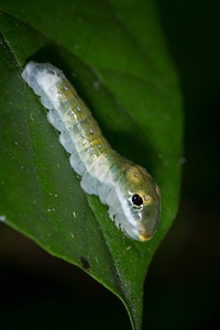Spicebush Swallowtail larvae