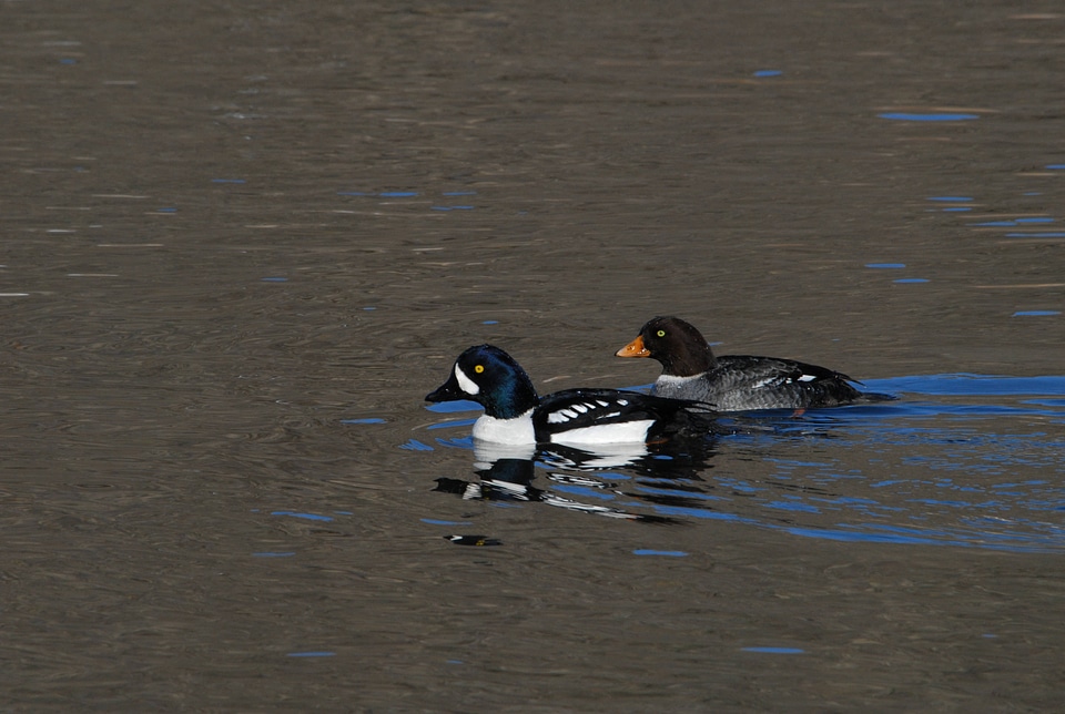 Barrow's Goldeneye
