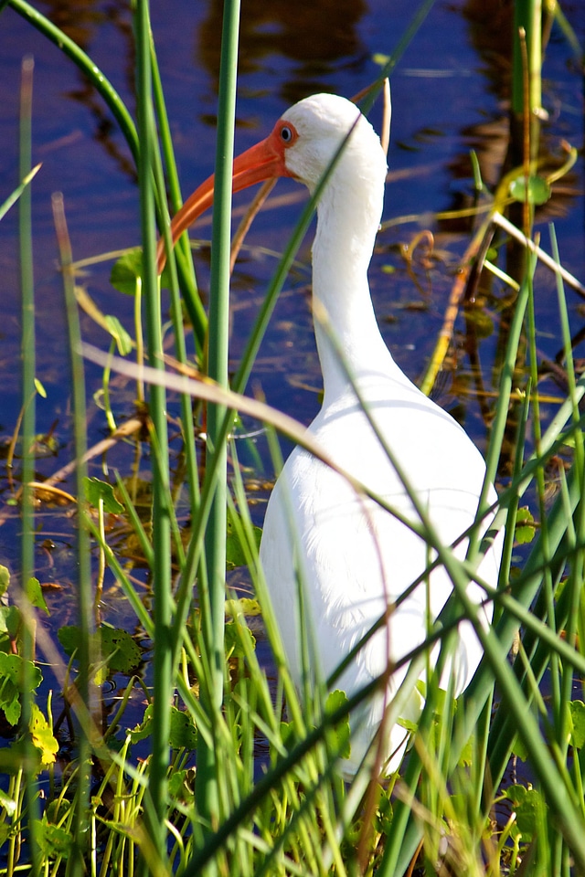 White Ibis