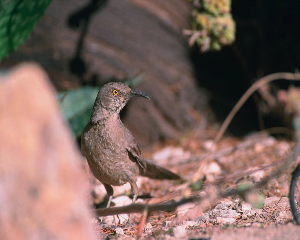 Curve-billed thrasher