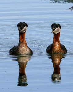 Red-necked Grebe Pair photo