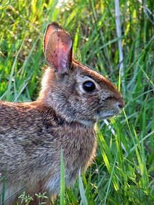 Eastern cottontail rabbit photo