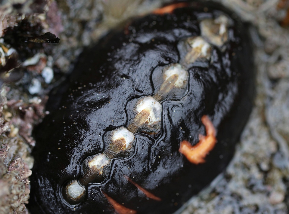 Black leather chiton 