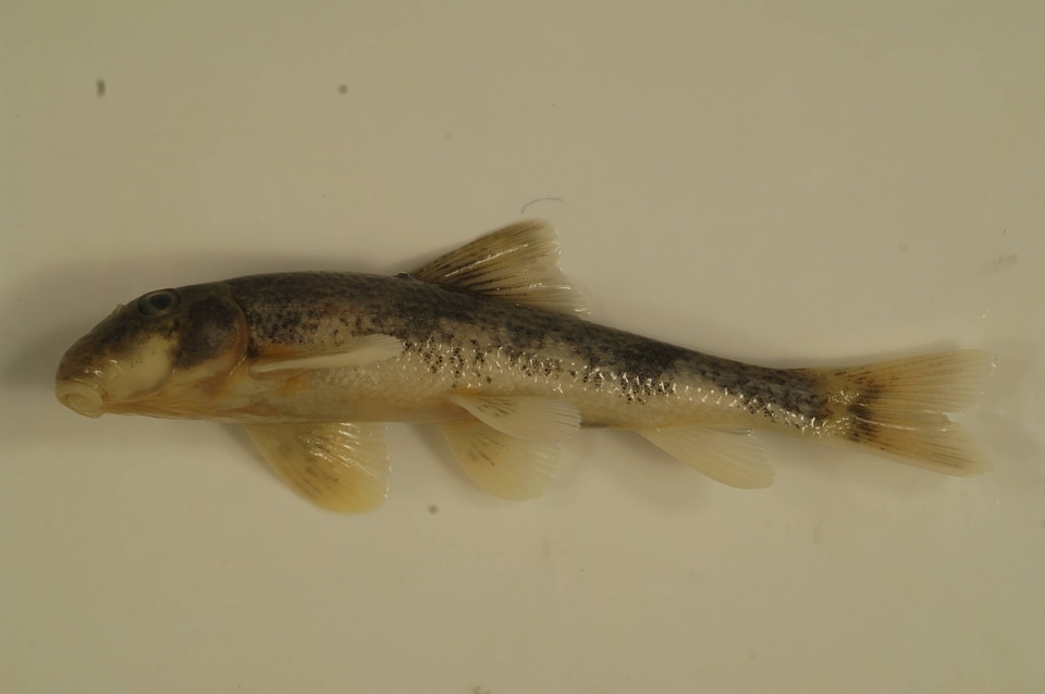 Hypentelium nigricans