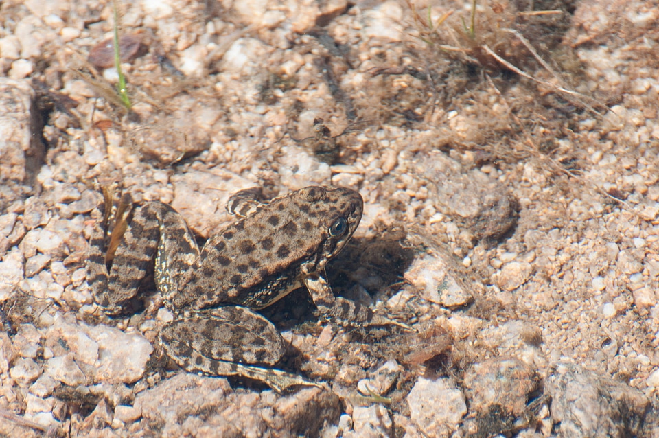 Mountain yellow-legged frog