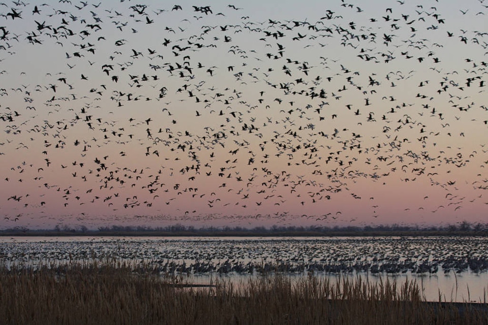 Waterfowl at Quivira National Wildlife Refuge