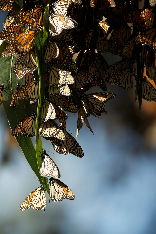 Monarch butterflies