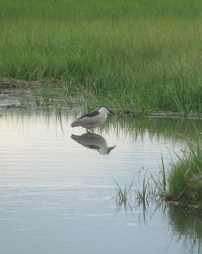 Black-crowned night heron