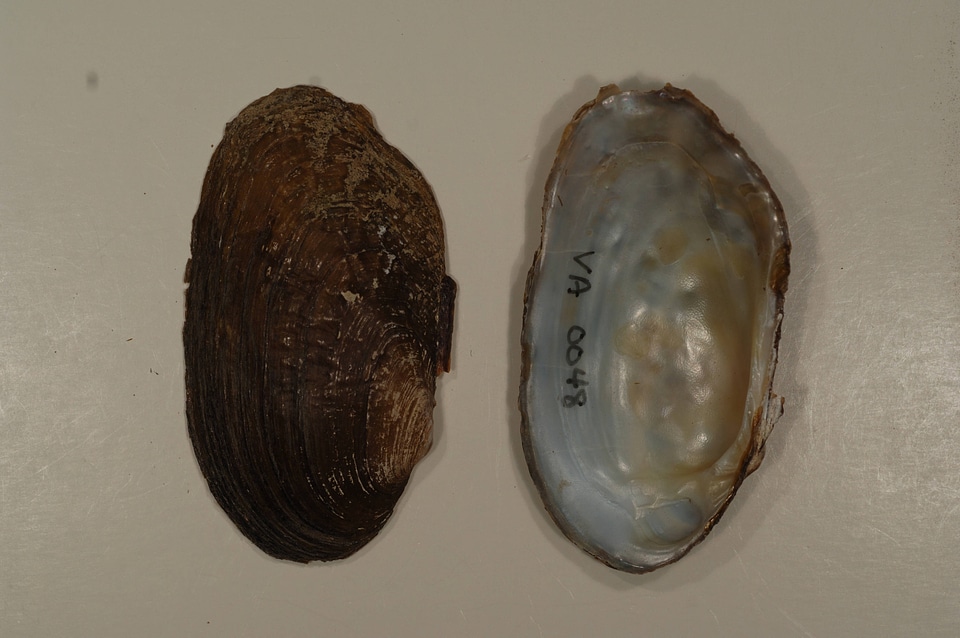 Lasmigona costata