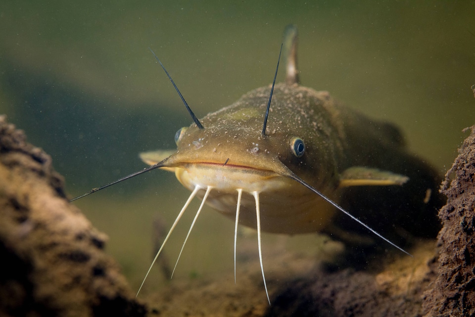 Yellow bullhead catfish