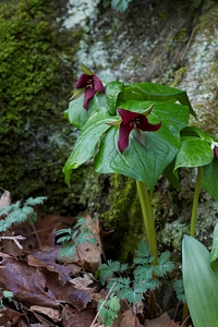 Red Trillium photo