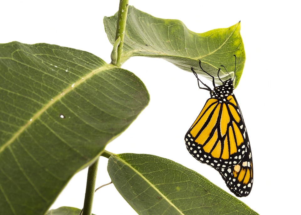 Monarch butterfly