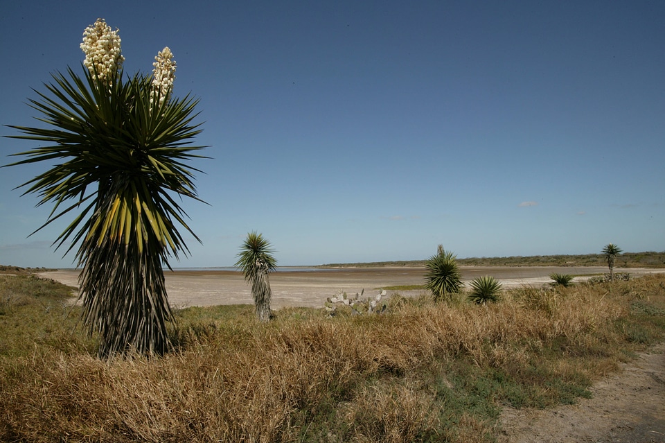 Mojave Yucca plant and cactus photo