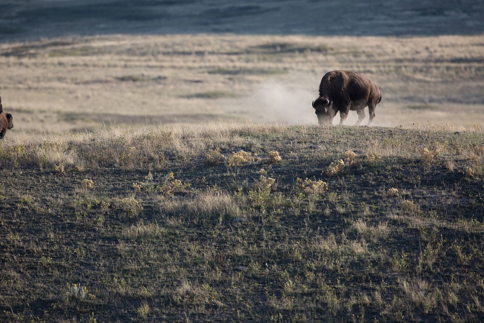 Bison bull on hill.