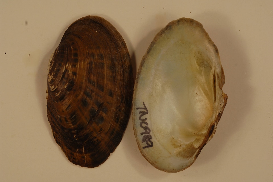 Villosa taeniata