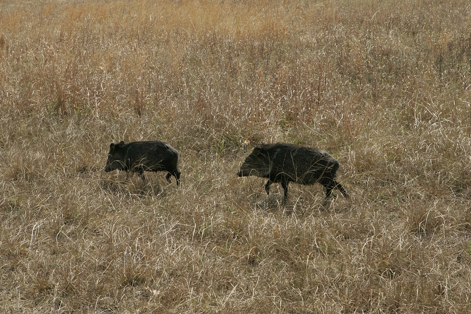 Feral piglets at Aransas National Wildlife Refuge