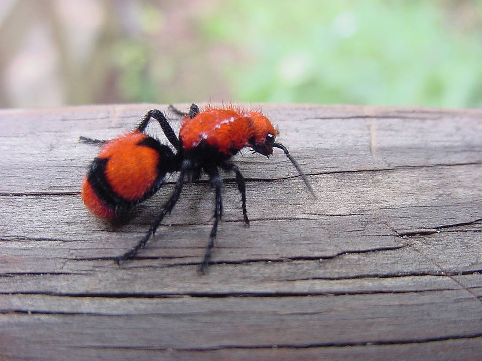 Velvet ant on a log