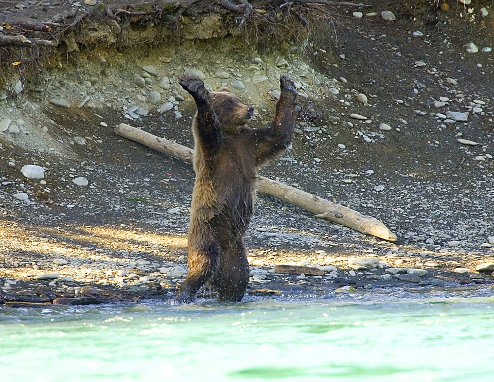 Bear standing up with paws facing outward