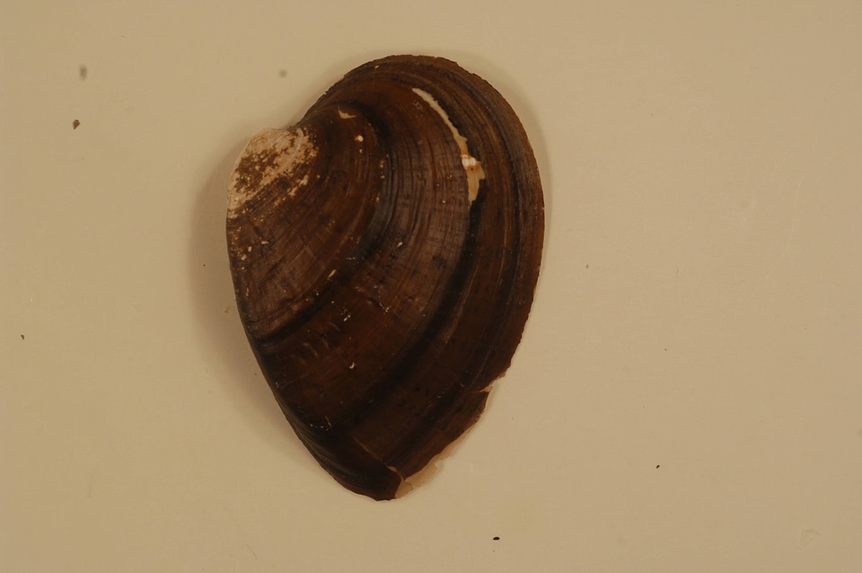 Ellipsaria lineolata (outside)