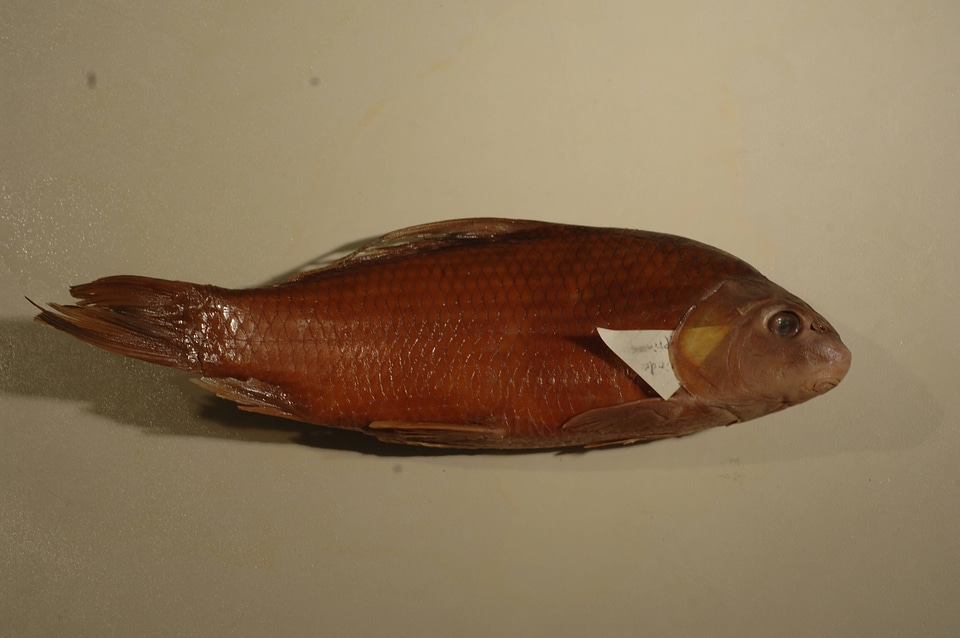 Carpiodes cyprinus