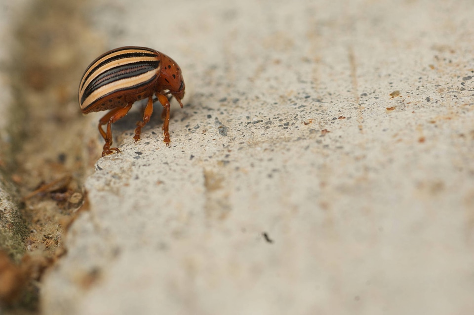 Colorado potato beetle