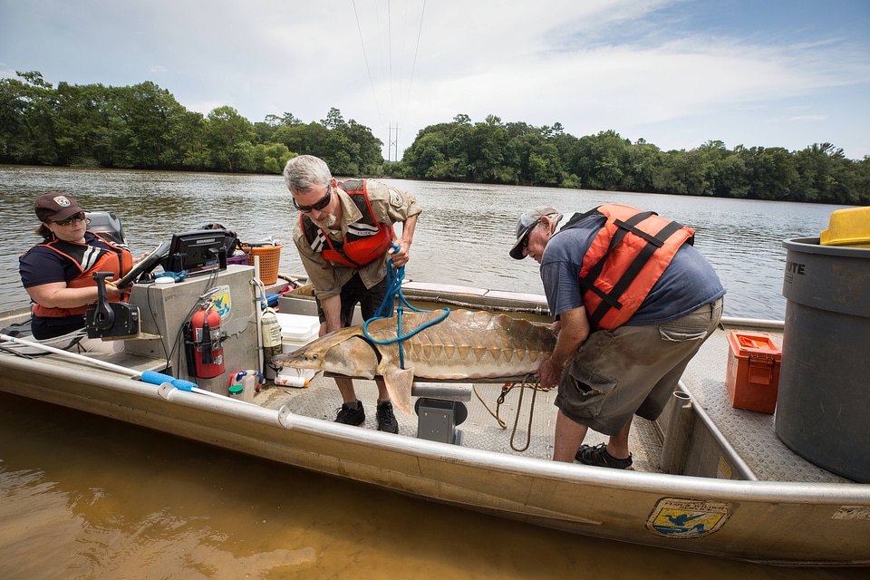 Biologists weigh a Gulf sturgeon in river