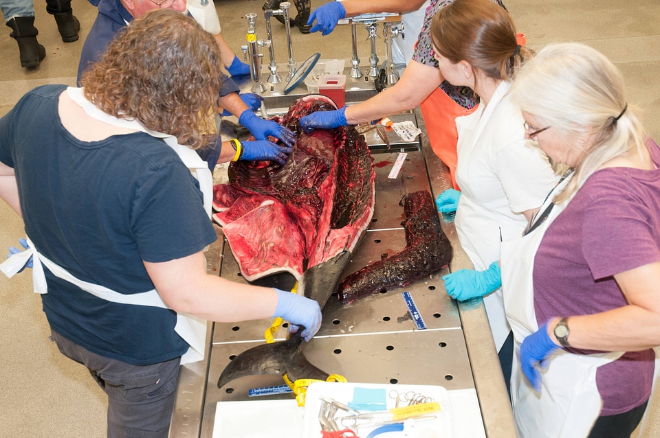 Marine Mammal Stranding Course at NCTC-1