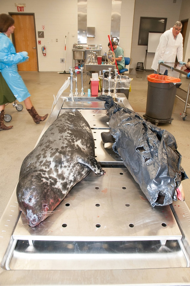 Marine Mammal Stranding Course at NCTC