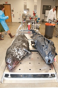 Marine Mammal Stranding Course at NCTC