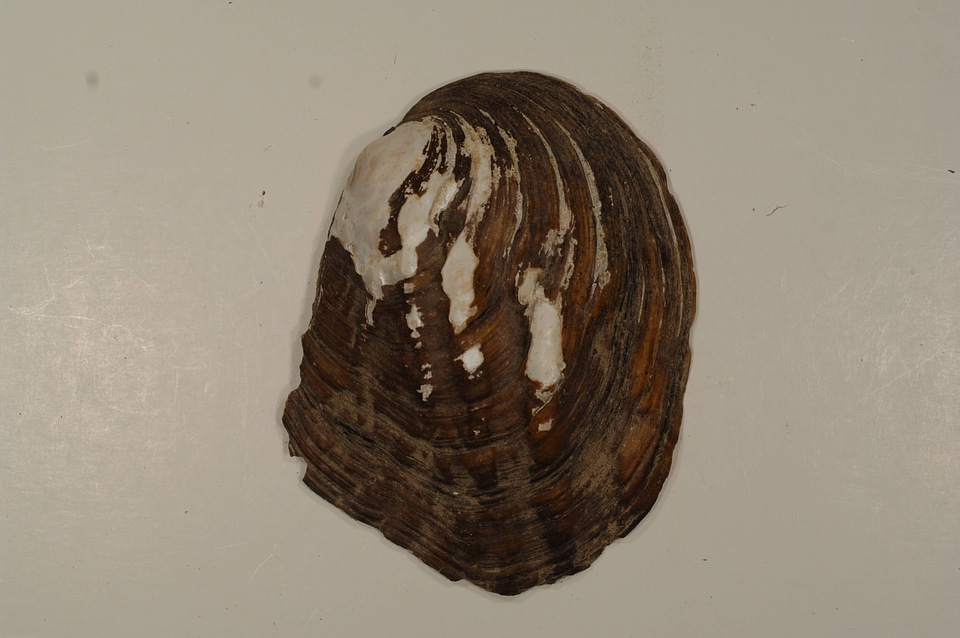 Amblema plicata (outside)