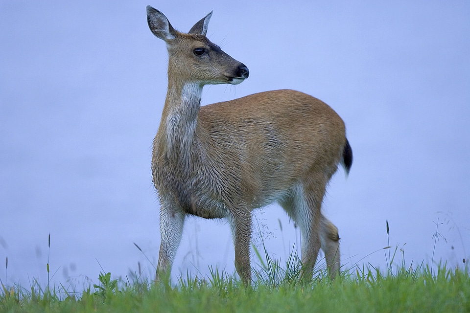 Lone Sitka black-tailed deer at Kodiak National Wildlife Refuge