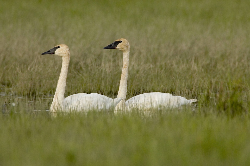 Pair of Trumpeter swans at Tetlin National Wildlife Refuge
