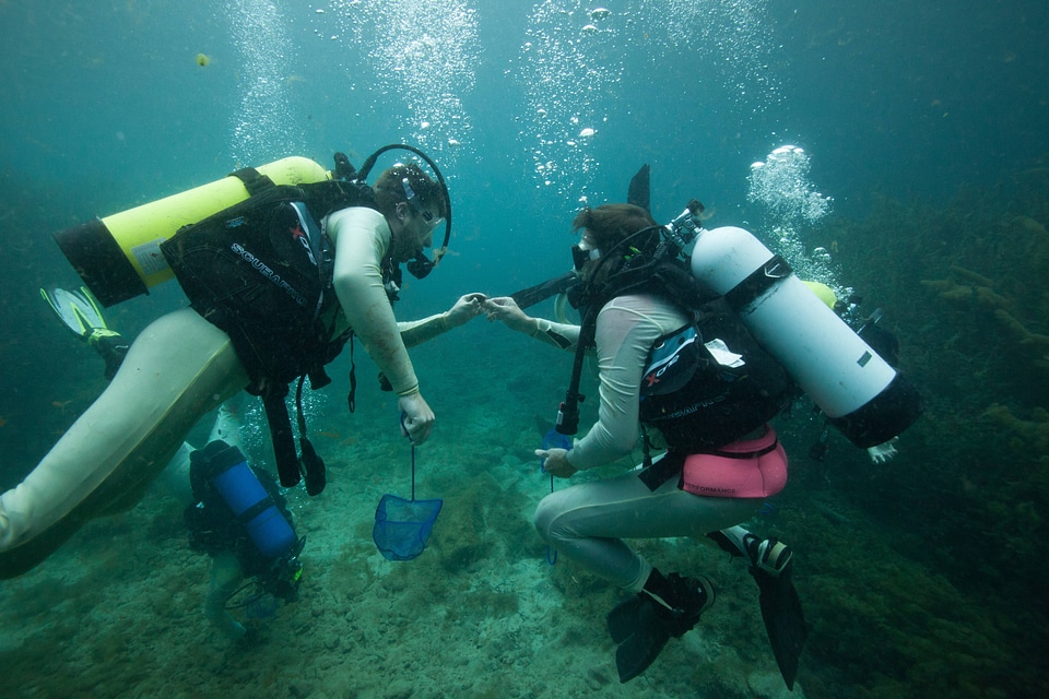FWS divers search for salamanders in Spring Lake