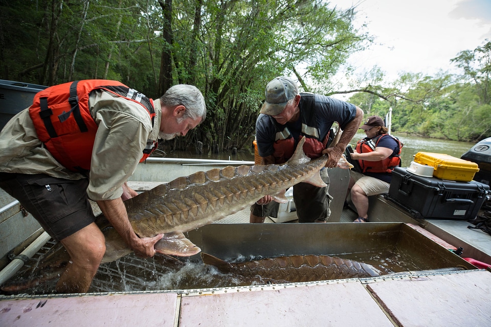 Biologist with gulf sturgeon on the Choctawhatchee River