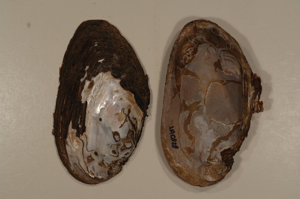 Elliptio complanata