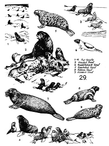 Marine Mammals 29