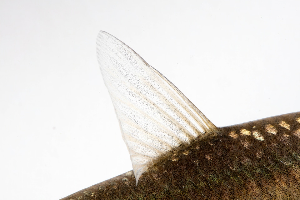 Black Carp Juvenile dorsal fin