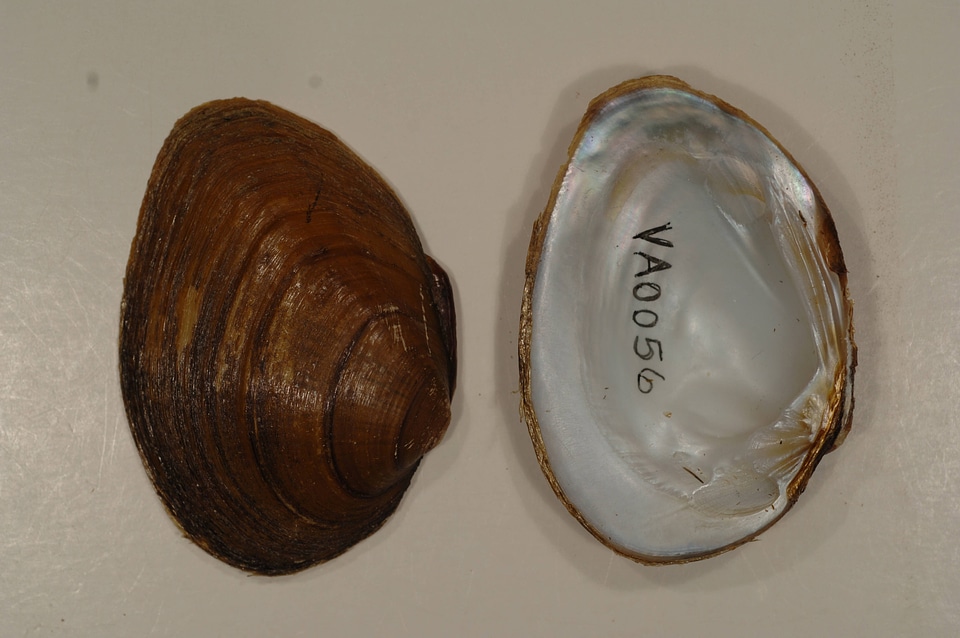 Pleuronaia barnesiana