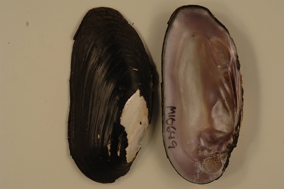 Elliptio dilatata