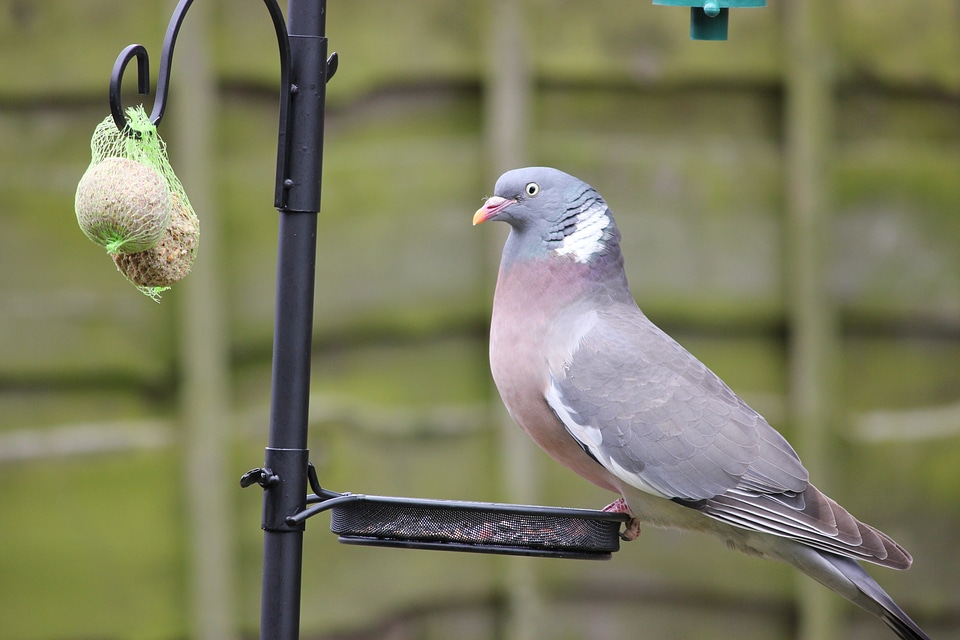 Feeder seed tray bird feeder