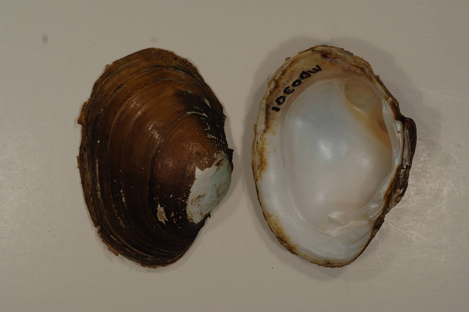 Lampsilis sp.