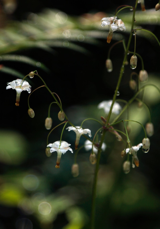 Inside-out flower 