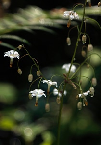 Inside-out flower 