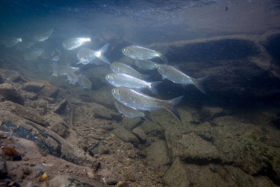  Alewife