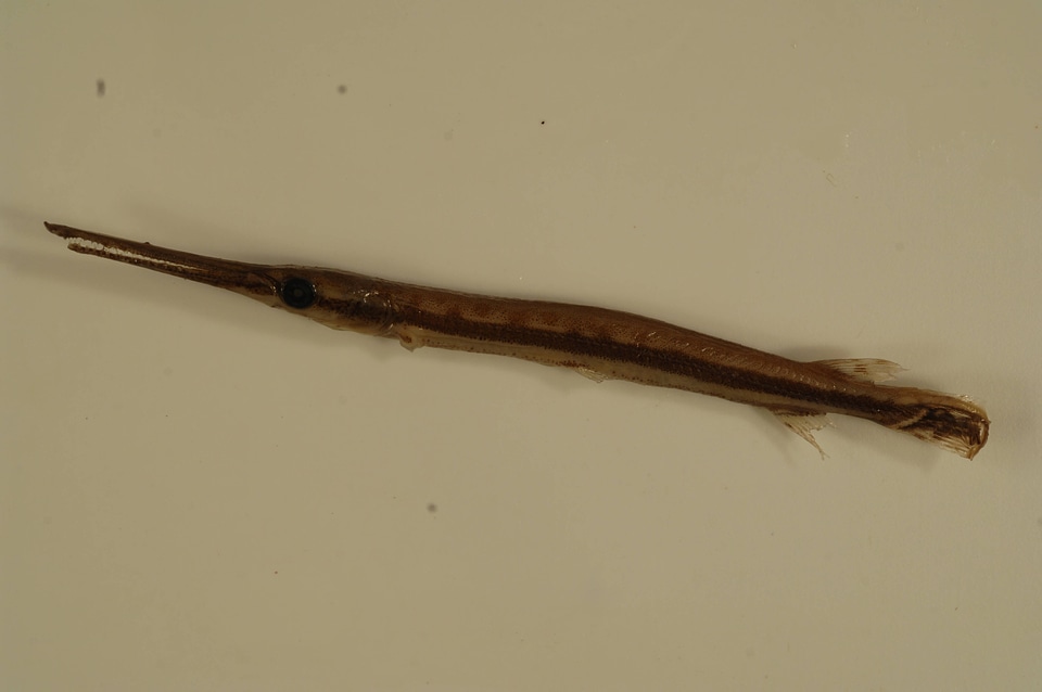 Lepisosteus osseus