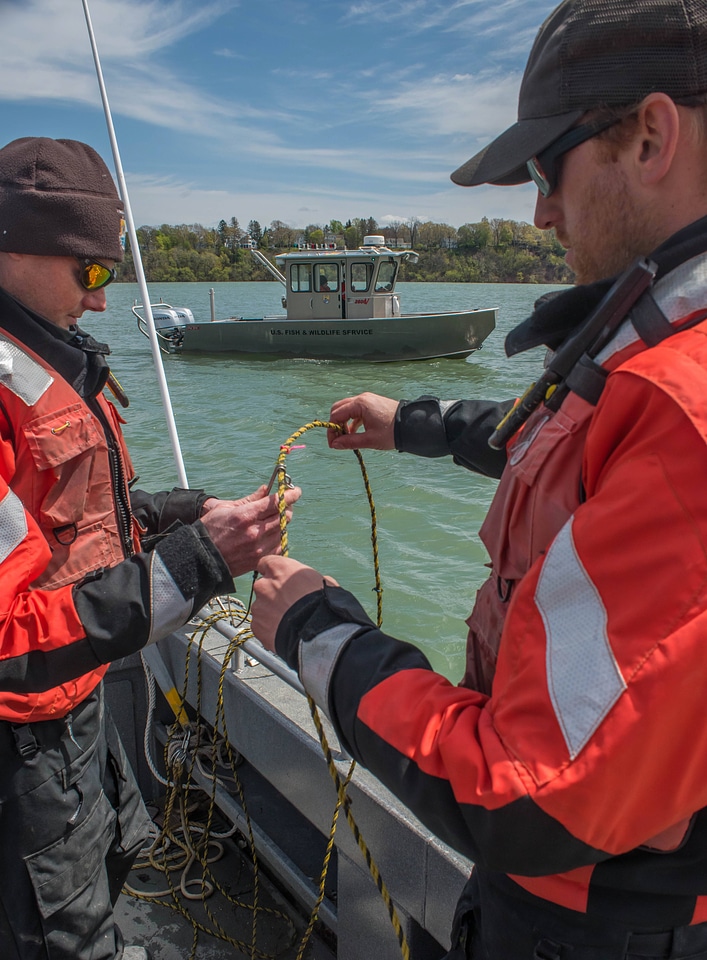 USFWS Fisheries crew baiting lines for lake sturgeon