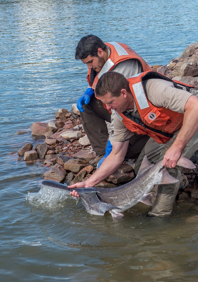 Fisheries workers releasing paddlefish